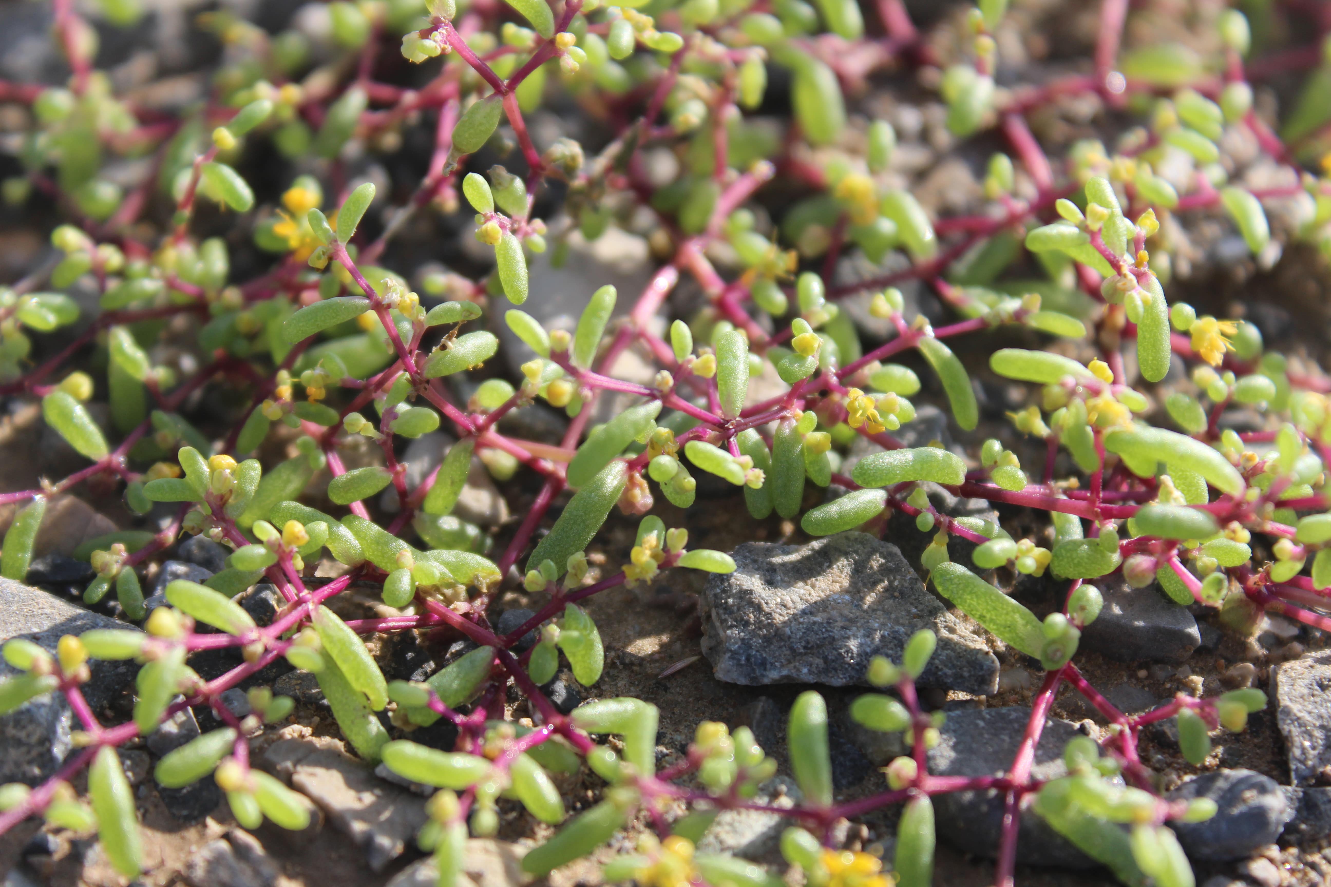 Plant Image